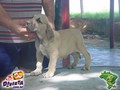 In Memorian - Fila Brasileiro Filhotes -  Canil Singular - Filhos Bridanino